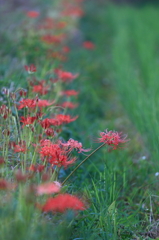 花便り　- 畦道の彼岸花 -