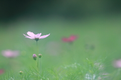 花便り　- 里山のコスモス -