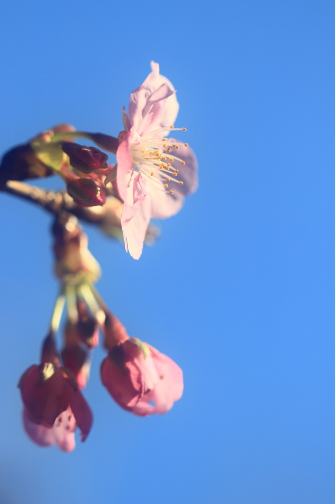 花便り　- 春空の河津桜 -