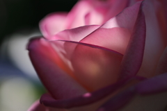 花便り　- 蝋の薔薇 -