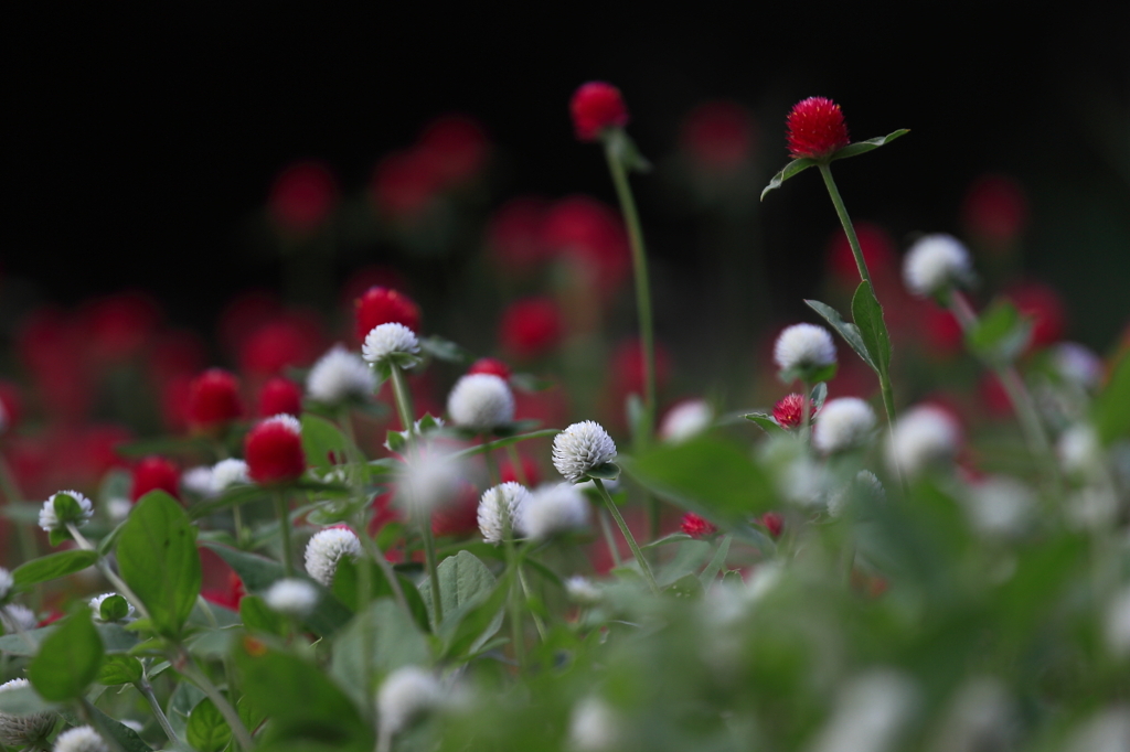 花便り　- 紅白の千日紅 -