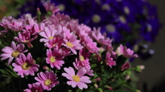 花便り　- 快活のピンク -