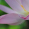 花便り　- 紅く染まりし -