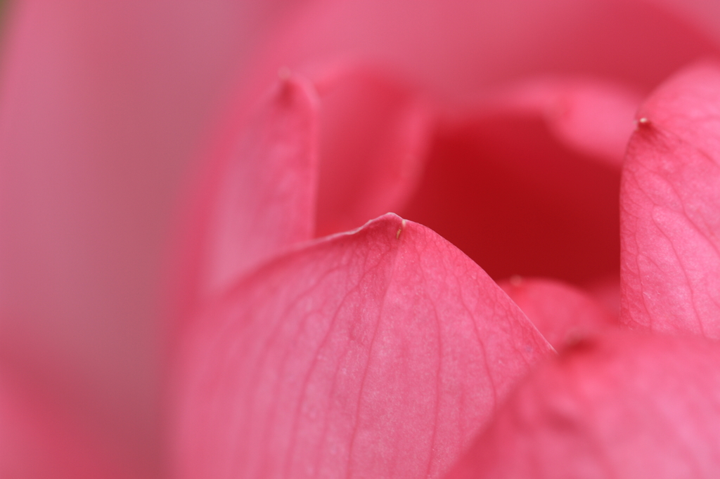 蓮　- 蕾 -