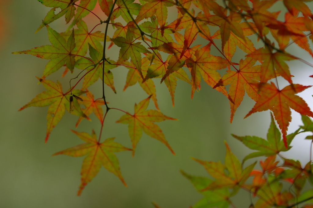 紅葉　- 赤緑混淆 -