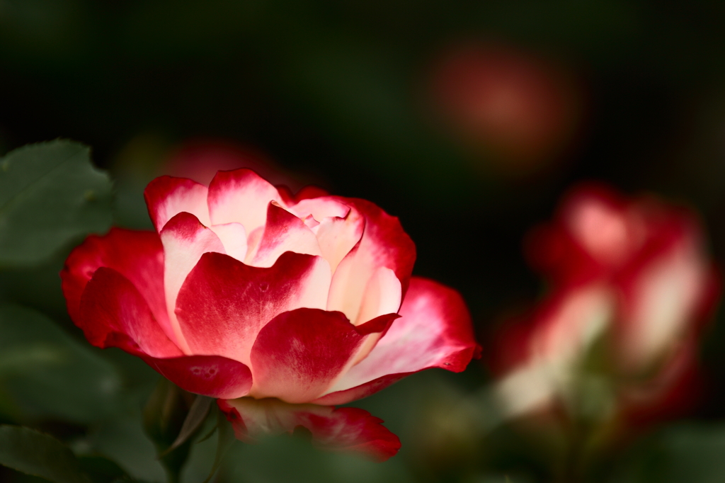 輝く薔薇