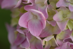 紫陽花　（５）