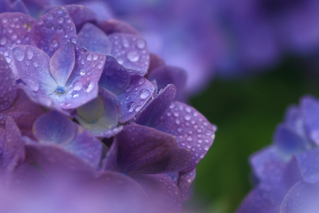 花便り　- 水滴と紫陽花 -