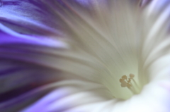 花便り　- 浅葱色の大輪 -