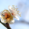 花便り　- 白梅と蟻 -