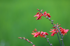 花便り　- 青田の傍らに咲く緋花 -