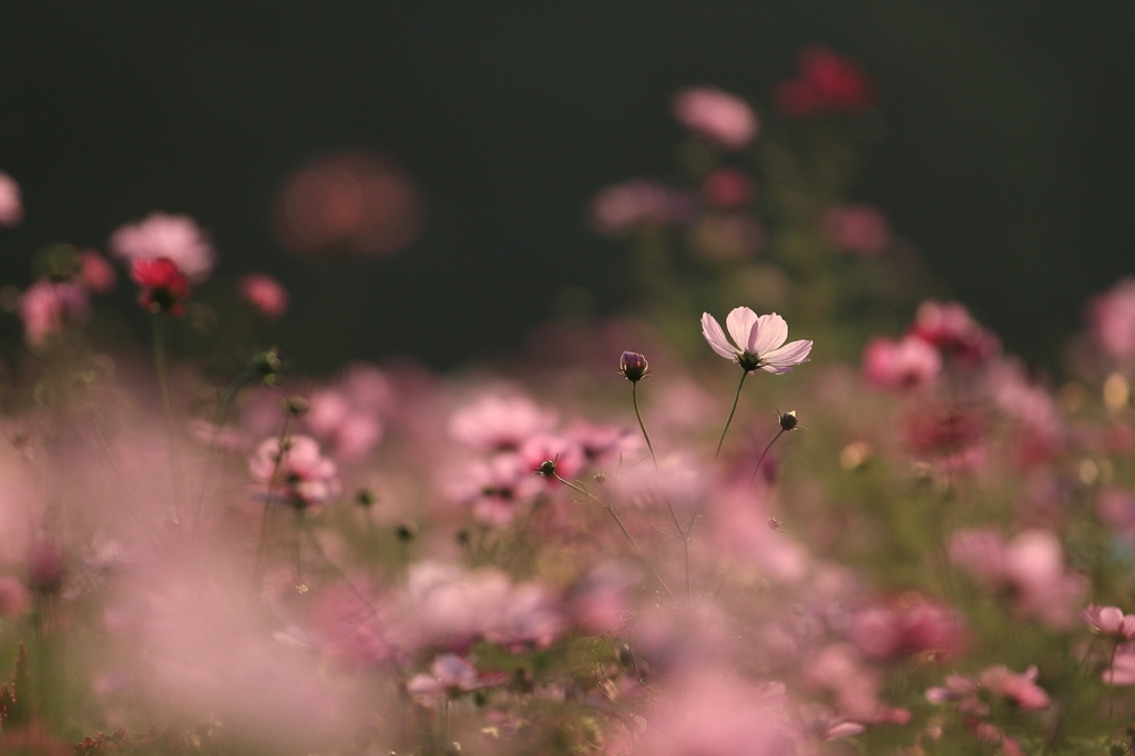 花便り　- 追憶の秋桜 -