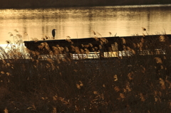 生き物写真館　- 葦原の青鷺 -