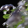 花便り　- 道辺の額紫陽花 -
