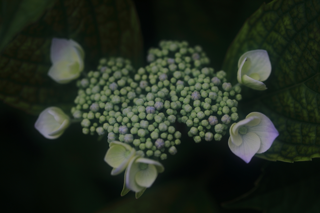 花便り　- うぶ -