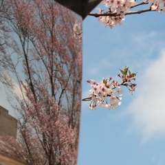 花便り　- カーブミラーの春 -