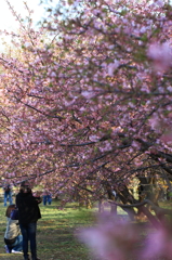 花便り　- 桜を愛でる -
