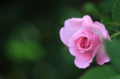 花便り　- デビューを待つ桃紫 -