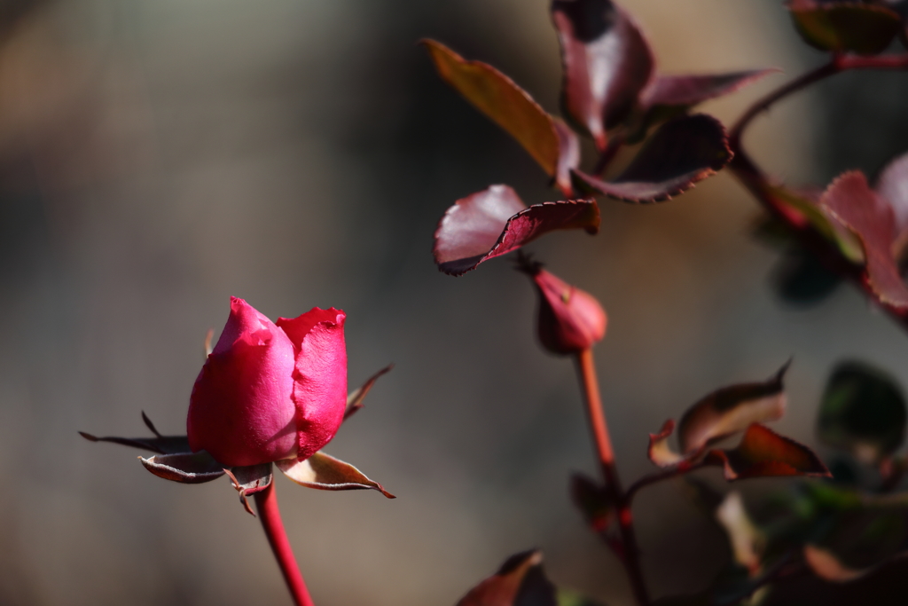 花便り　- 真冬の薔薇園 -