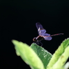 生き物写真館　- 漆黒の羽休め -