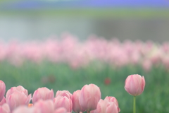 花便り　- パステルカラーの春花壇 -