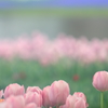 花便り　- パステルカラーの春花壇 -
