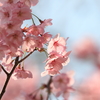 花便り　- 桜色に満ちて -