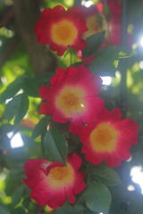 花便り　- 初夏の華やかな彩り -