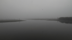 印旛沼・朝景　- 霧中の白鷺 -
