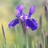 花便り　- うれしい便り -