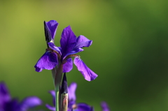 花便り　- 紫の君 -