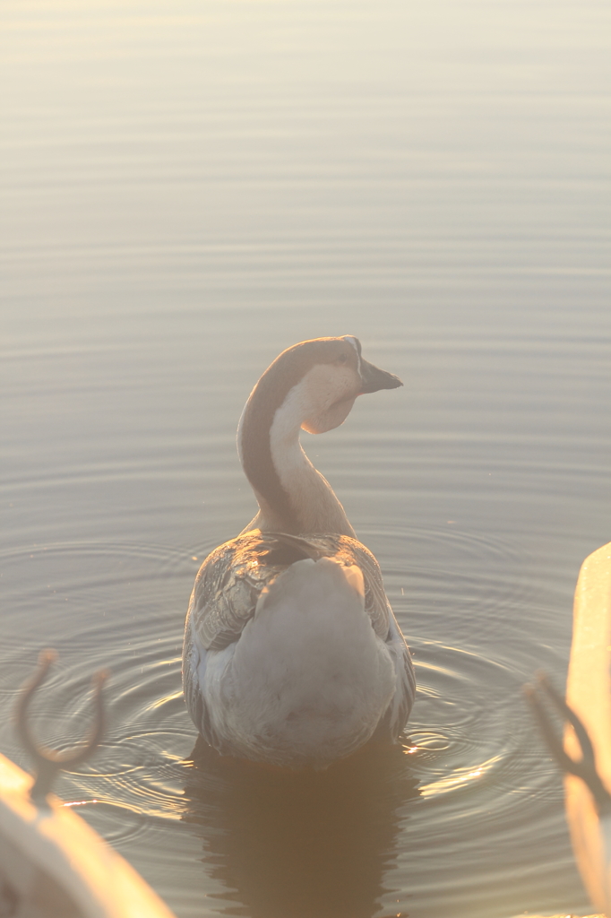 生き物写真館　- 見返りシナガチョウ -