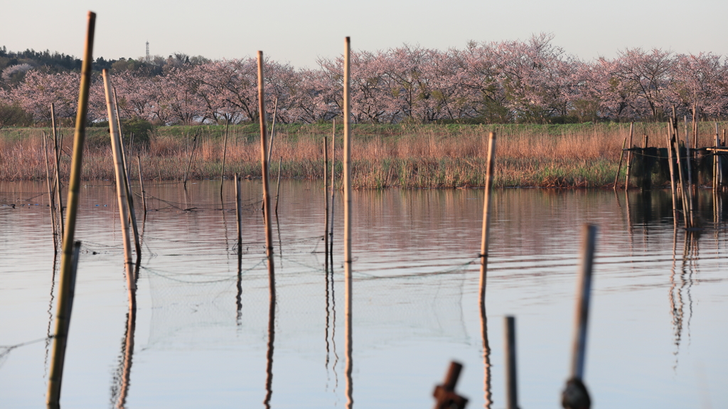 花便り　- 桜咲く印旛沼の畔 -