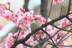 生き物写真館　- ヒルズのシナントロープ -