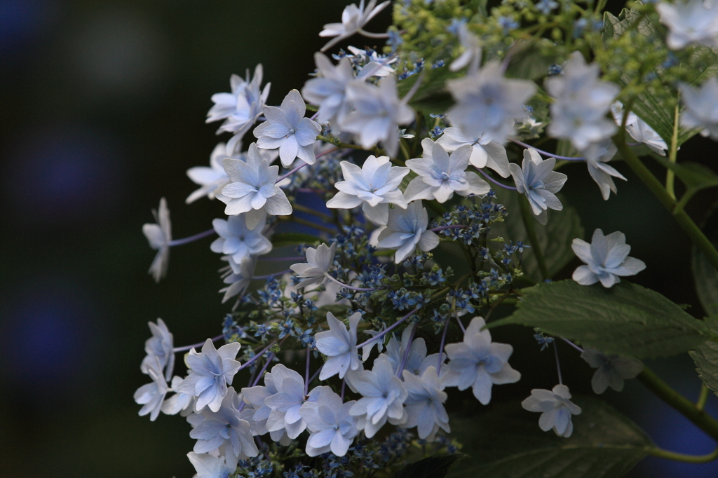 花便り　- 隅田の花火 -