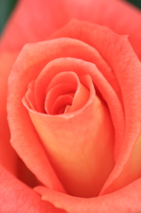 花便り　- 薔薇園のサーモン料理 -