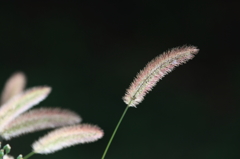 花便り　- そよ風に揺れる -