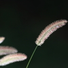 花便り　- そよ風に揺れる -