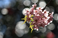桜　- キラキラ -