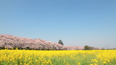 花便り　- 堤桜 -