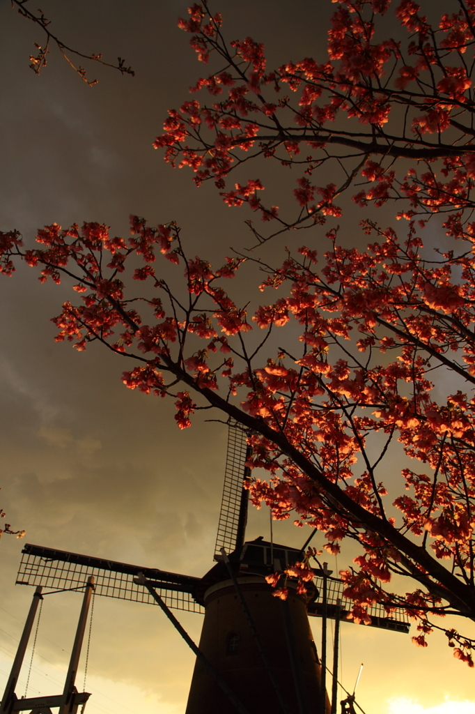 印旛沼・風車　- 茜桜 -