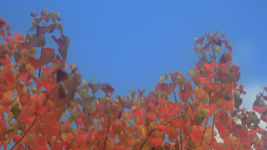 花便り　- 秋の三原色 -