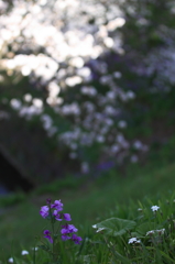 花便り　- 薄紫の孤独 -