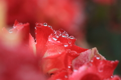 花便り　- 雨の薔薇園（ギャラリー用）１２ -