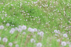 花便り　- 綿毛のコロニー -