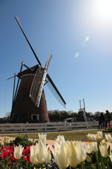 印旛沼・風車　- チューリップ日和 -