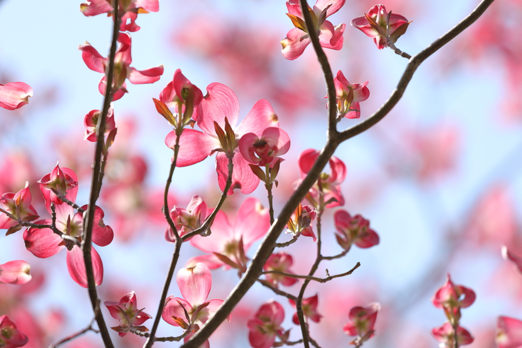 花便り　- 華やかな恋 -