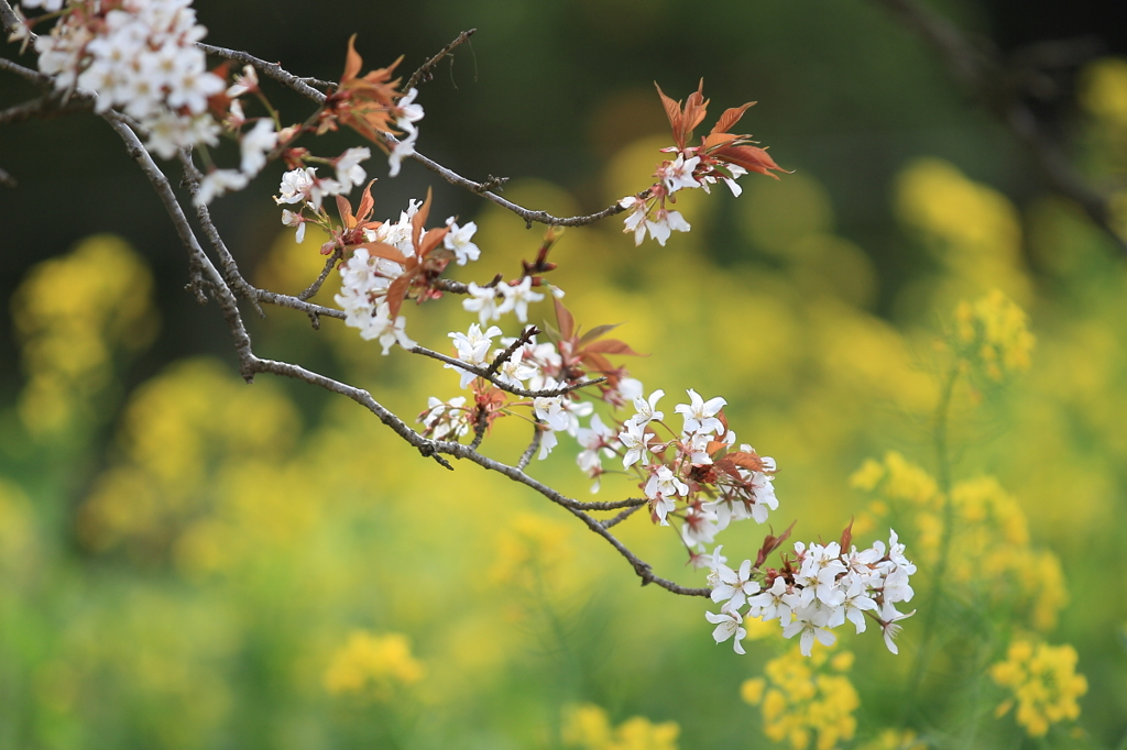 花便り　- 菜の花と孤高の桜 -