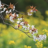 花便り　- 菜の花と孤高の桜 -
