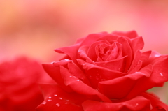 薔薇　- あか -